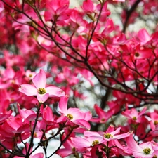 flower, Bush