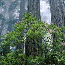 forest, flower, Bush, Fog