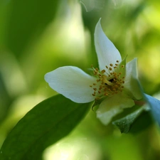 jasmine, Colourfull Flowers, Bush, White