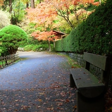 trees, Park, Bush, lane, viewes, Bench