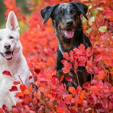 mongrel, Dogs, Leaf, Bush, Red, Swiss Shepherd