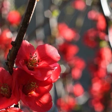 Japanese Quince, Flowers, Bush, Red