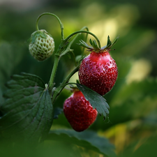 strawberries, bush