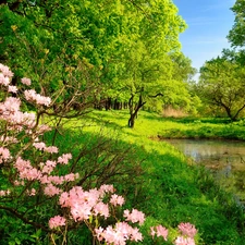 Bush, Meadow, trees, viewes, Pond - car, flower