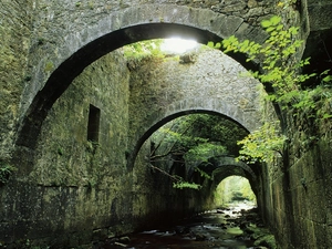 Bush, brook, tunnel