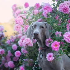 roses, Bush, Weimaraner, Flowers, dog