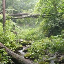 trees, stream, Bushes, Stairs, viewes, Stones