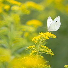 plant, Goldenrod, Cabbage Butterfly, Yellow Honda, butterfly