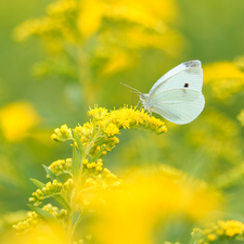 Cabbage Butterfly, White, plant, Goldenrod, Yellow Honda, butterfly