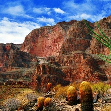 layers, canyon, Cactus, bed-rock