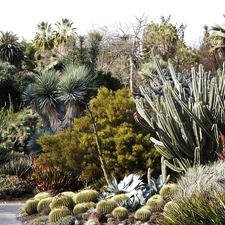 garden, Cactus