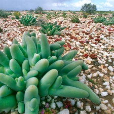 Cactus, Stones, low