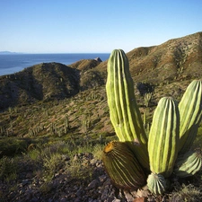 Cactus, Mountains, sea