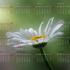 Calendar 2011, Margaretka