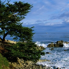 Pacific, viewes, California, trees