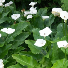 White, Calla