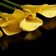 Yellow, Calla