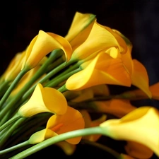 Yellow, Calla