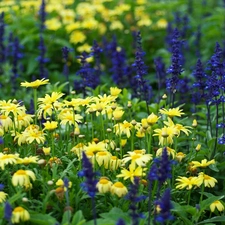 camomiles, Meadow, Flowers