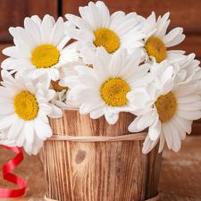 Flowers, Wooden, pot, camomiles