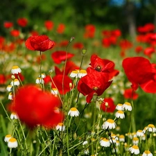 camomiles, Red, papavers