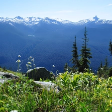 rocks, Mountains, Canada, VEGETATION