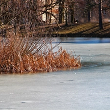 Cane, frozen, lake