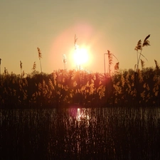 Cane, west, sun