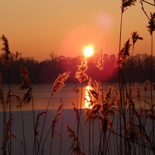 Cane, west, sun