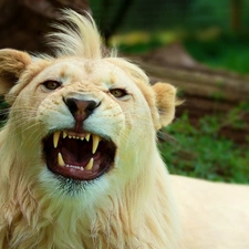 White, bangs, canines, Lion