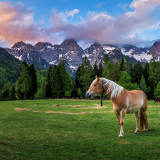 Mountains, Horse, bloodstock, car in the meadow