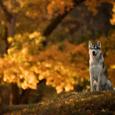 dog, car in the meadow, Park, Siberian Husky