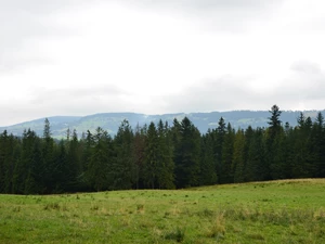 gubalowka, car in the meadow