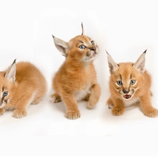 Caracal, Three, Tiny