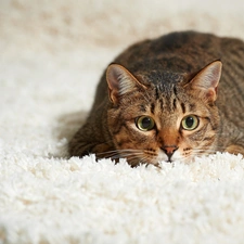 carpet, cat, White