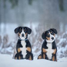 Two cars, Entlebucher, winter, Dogs