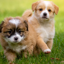 Two cars, puppies, grass, puppies