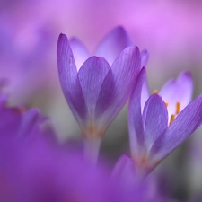 Two cars, purple, Flowers, colchicums