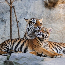 Two cars, tigress, rocks, lying