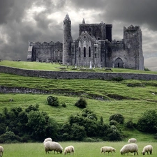 sheep, Castle
