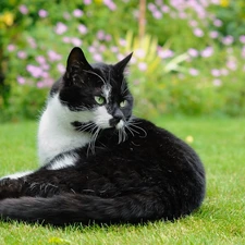 grass, black and white, cat