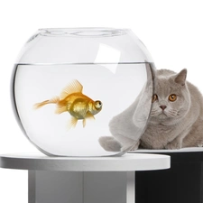 aquarium, Fish, cat, Orb