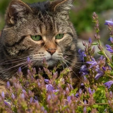 dun, purple, Flowers, cat