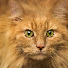 ginger, Greenish, Eyes, cat