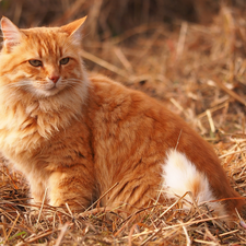 ginger, withered, grass, cat