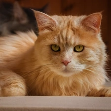 Eyes, The look, cat, Yellow, ginger