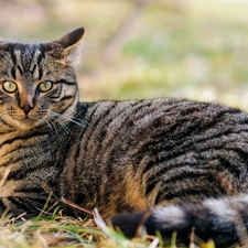 cat, Gray, striped