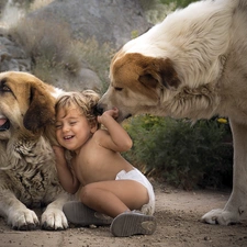 Dogs, play, Central Asian Shepherd, Kid