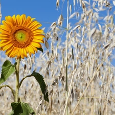 cereals, Sunflower, Ears