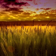 west, Ears, cereals, sun